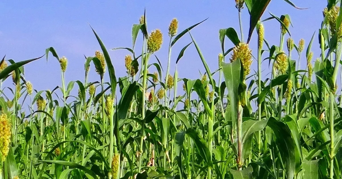 izmirde-ureticilere-sorgum-sudan-otu-tohumu-dagitildi-xJpxNYLw.webp