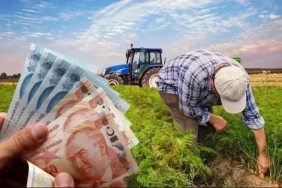 Çiftçilere 826 milyon TL'lik destek hesaplarda